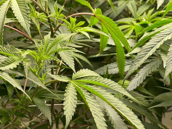 Comment cultiver les fleurs de chanvre ?