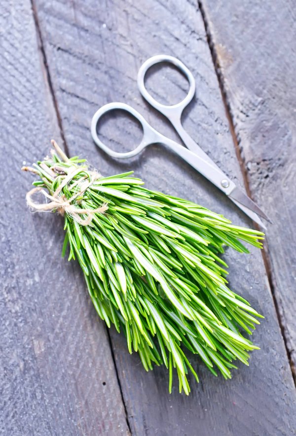 Romarin : bienfaits et usages au fil de l'histoire